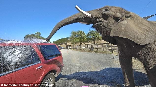 Теперь слоны выполняют роль автомойщика, заодно и насоса. 