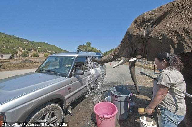 Теперь слоны выполняют роль автомойщика, заодно и насоса. 