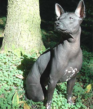 Самая необычная – кинологи считают такой собаку породы ксолоинтцкуинтли (мексиканскую голую собаку). 