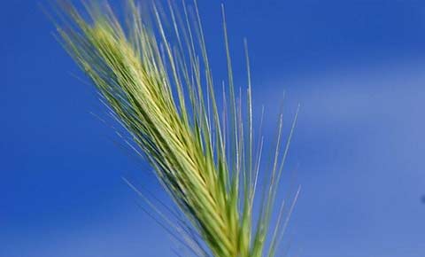 Полба – наиболее древний и неприхотливый вид пшеницы. Зерно полбы вымолачивается из ломкого колоса не чистым, а вместе с цветковыми и колосковыми чешуями, приросшими к нему.
