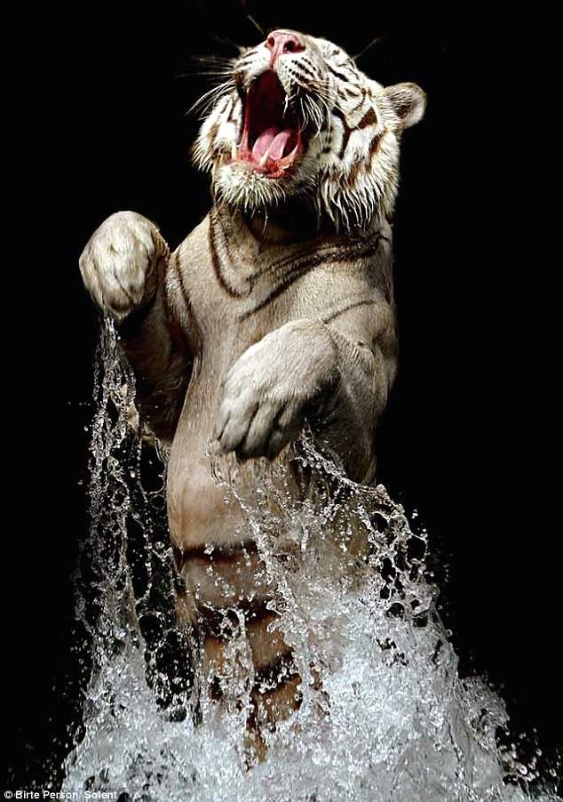Кормление бенгальского тигра в воде