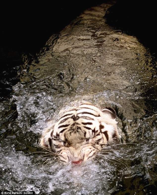 Кормление бенгальского тигра в воде