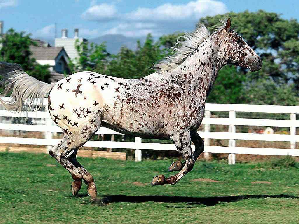 Лошадь - священное животное двадцати трех народностей.
