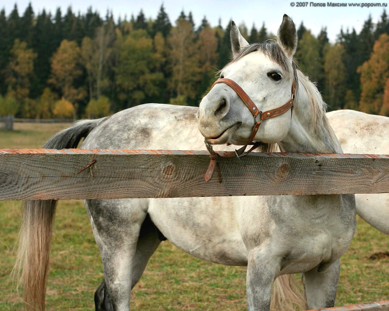 Лошадь - священное животное двадцати трех народностей.