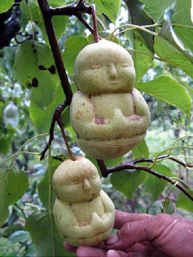 Вот такую необычную грушу вырастил китайский фермер