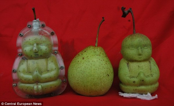 Вот такую необычную грушу вырастил китайский фермер
