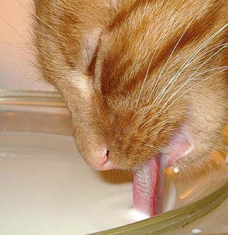 Как кошки пьют молоко