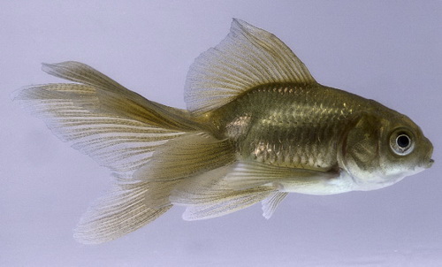 Золотая рыбка вуалехвост (Carassius auratus veiltail)