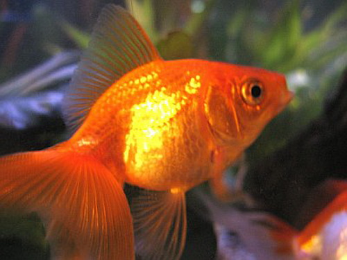 Золотая рыбка нимфа (Carassius auratus)