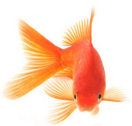 Обычно тело золотой рыбки (Carassius auratus) бывает металлически красно-оранжевым 