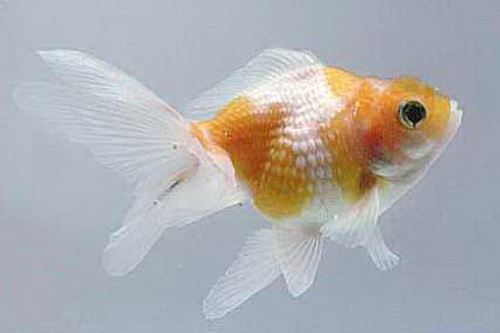 Золотая рыбка жемчужинка (Carassius auratus pearlscale)