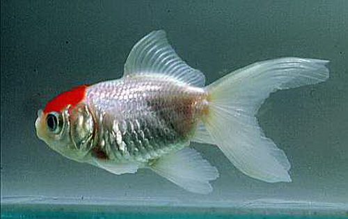 Золотая рыбка красная шапочка (Carassius auratus red-cap Oranda)
