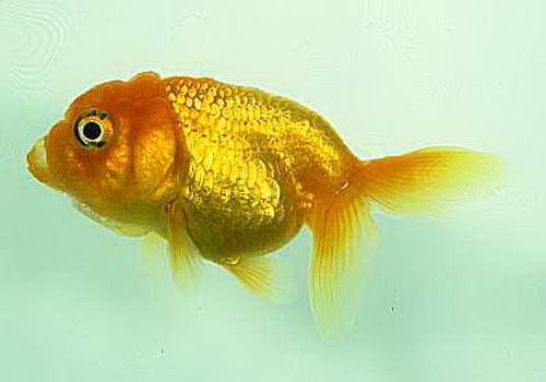 Золотая рыбка львиноголовка (Carassius auratus lionhead)