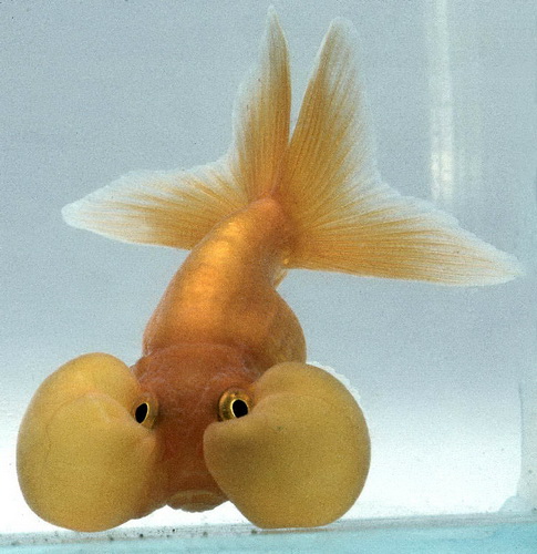 Золотая рыбка водные глазки (Carassius auratus bubble-eye)