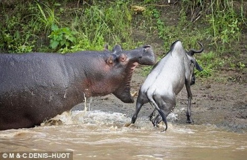 Бегемот нападает на антилопу Гну