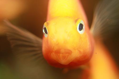 Красный попугай (рыба-попугай) (Red Blood Parrot Fish)