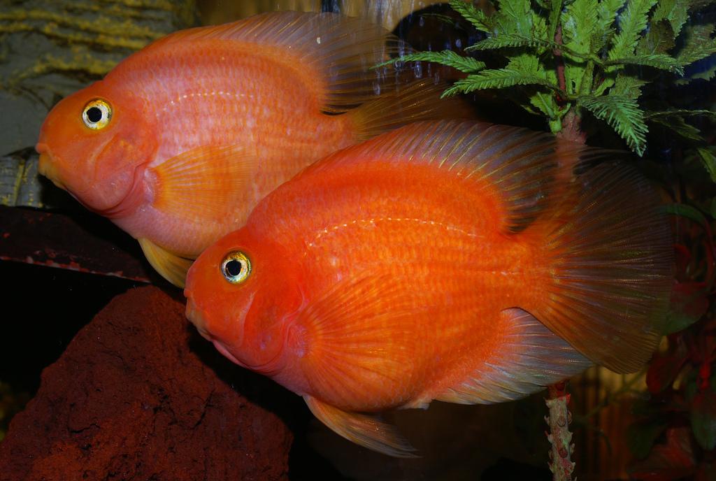 Красный попугай (рыба-попугай) (Red Blood 
Parrot Fish)
