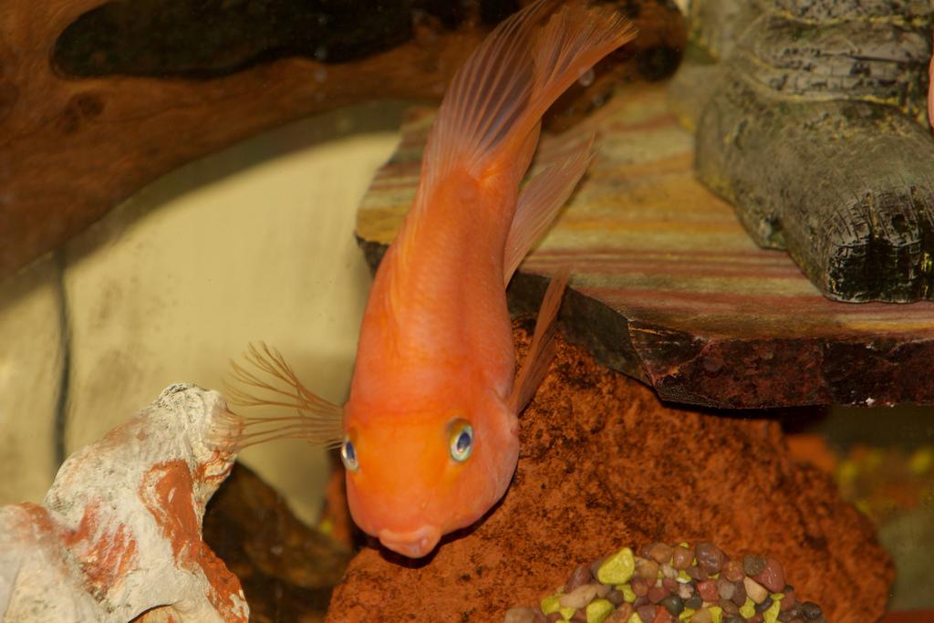 Красный попугай (рыба-попугай) (Red Blood 
Parrot Fish)