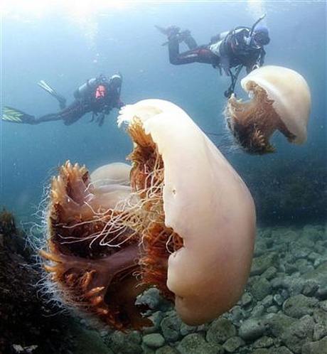 Гигантская медуза (Nomura’s jellyfish, Nemopilema nomurai)