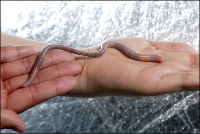Гигантский палаусский червь — один из немногих эндемиков Северной  Америки. Большинство червей завезено из Европы.