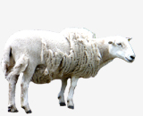 овца породы exlana