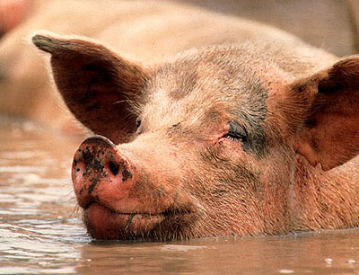 Клетки берутся у свиней из популяции, прожившей 150 лет в изоляции  от людей на острове к югу от Новой Зеландии. 