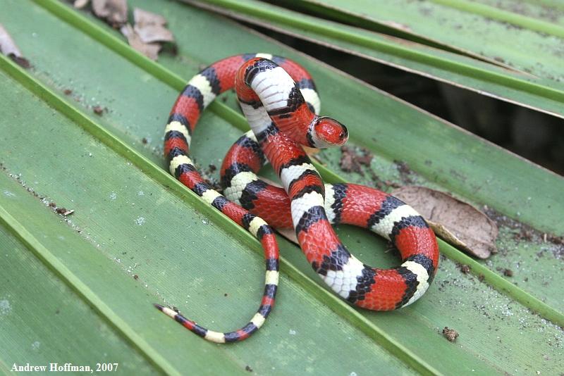 Молочная змея (Lampropeltis triangulum) из рода королевских 
змей (Lampropeltis) семейства ужеобразных (Calubridae)