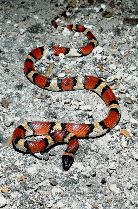 Молочная змея (Lampropeltis triangulum) из рода королевских 
змей (Lampropeltis) семейства ужеобразных (Calubridae)