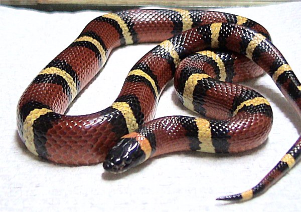 Мексиканская молочная змея (Lampropeltis triangulum annulata)