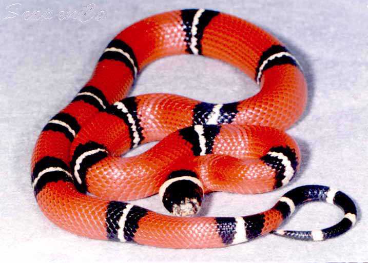 Синалойская молочная змея (Lampropeltis triangulum sinaloae)