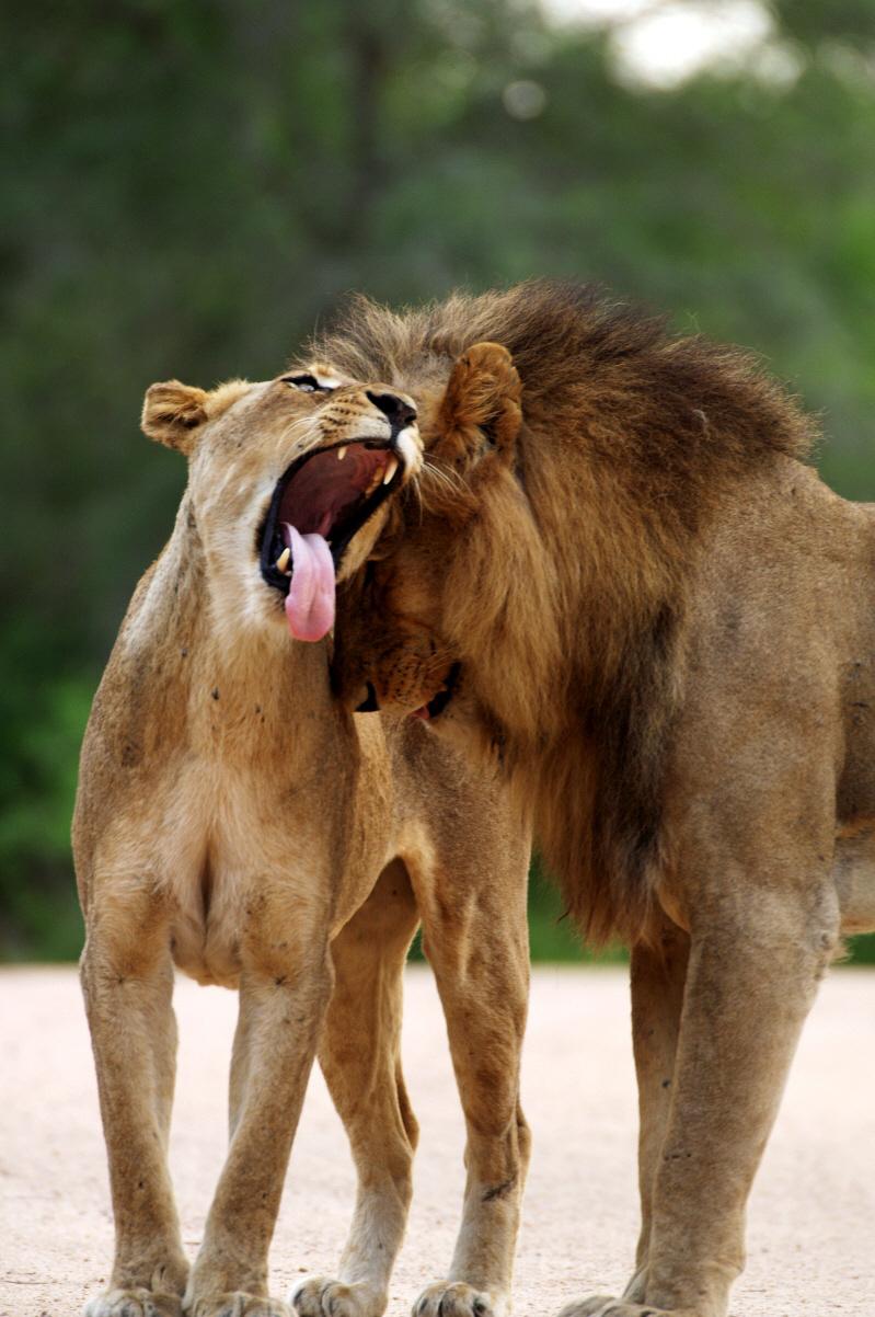 Почему львы рычат