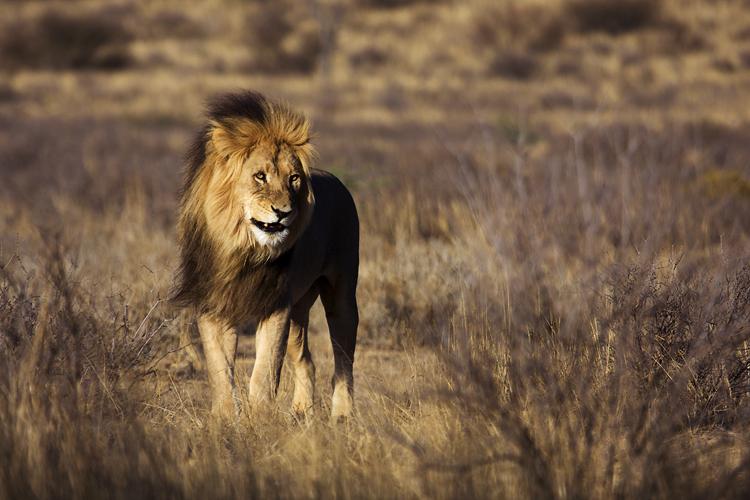Почему львы рычат
