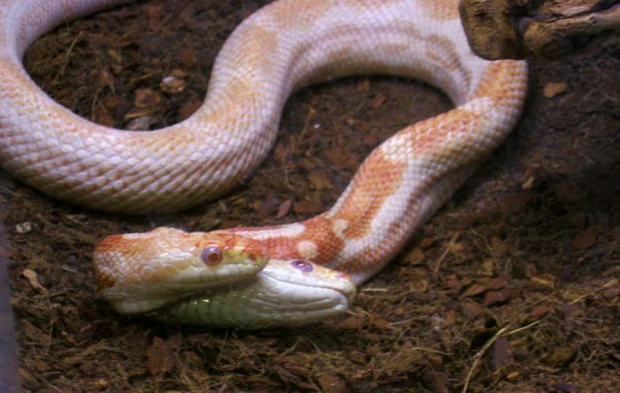 Двухголовые змеи живое 
свидетельство античных мифов