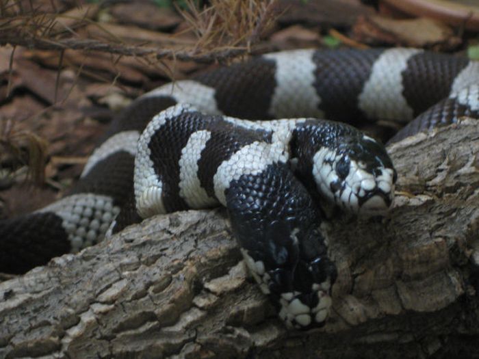 Двухголовые змеи живое свидетельство античных мифов