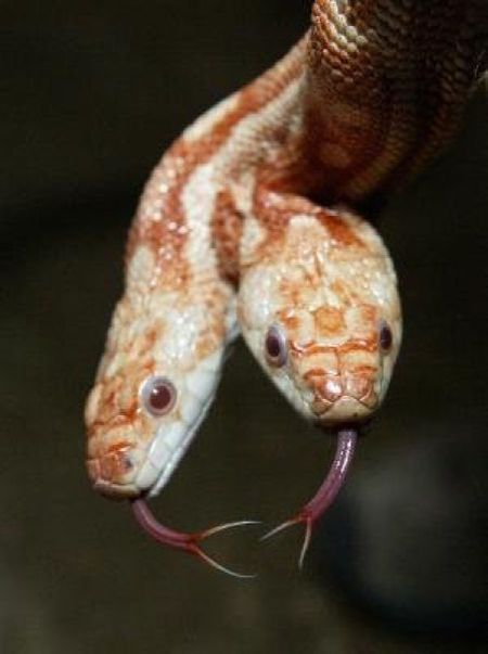 Двухголовые змеи живое 
свидетельство античных мифов