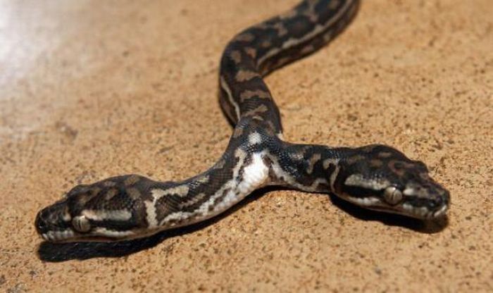 Двухголовые змеи живое свидетельство античных мифов