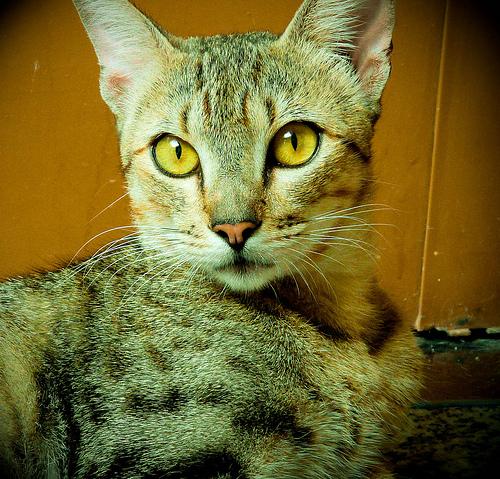 Оцикот (ocicat), порода короткошерстных кошек
