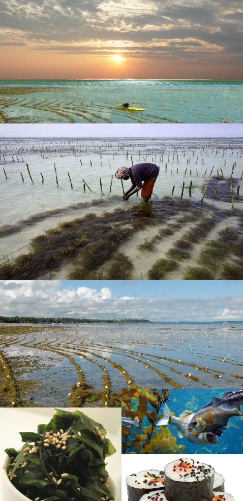 Авторы Recycled Island полагают, что часть его берегов следует  отдать под культивирование морских водорослей (на нижних снимках –  пример таких ферм в Танзании и на Филиппинах). Растения дадут жителям  острова пищу и топливо, будут способствовать очистке воды и разрастанию  популяции рыб (иллюстрации Whim Architecture).
