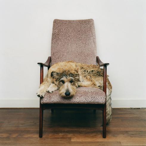 Собаки в домашних условиях в фотографиях от Maarten Wetsema