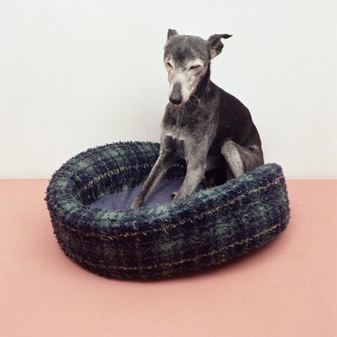 Собаки в домашних условиях в фотографиях от Maarten Wetsema