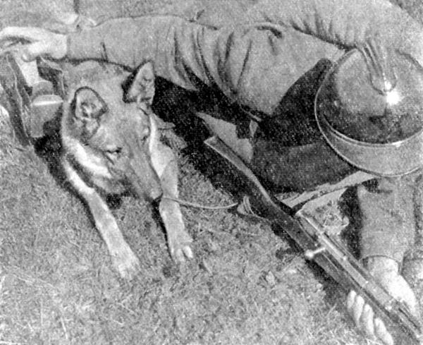 тория применения собаки в 
военном деле
