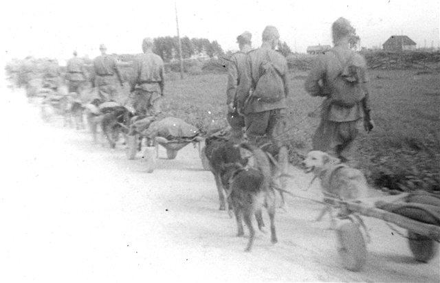 тория применения собаки в военном деле