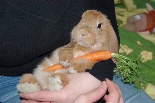 Кролики - это забавные зайцы