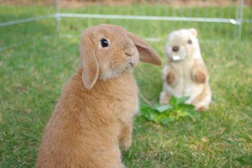 Кролики - это забавные зайцы
