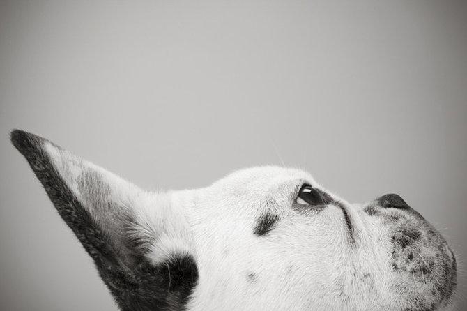 Фотографии собак от Sharon Montrose