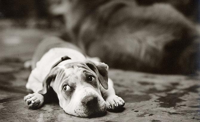 Фотографии собак от Sharon Montrose