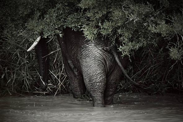 Фотографии животных от британского фотографа Стива Хоскинса