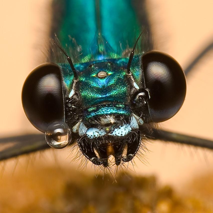 Макросъемка насекомых в капельках росы от Мирослава Свитека