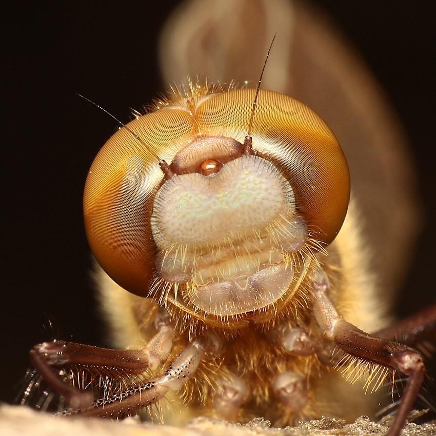Макросъемка насекомых в капельках росы от Мирослава Свитека