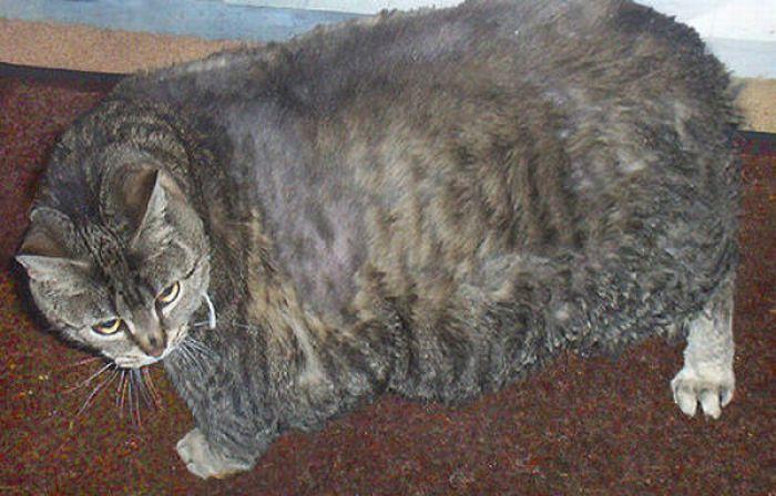 Ожиревшие коты